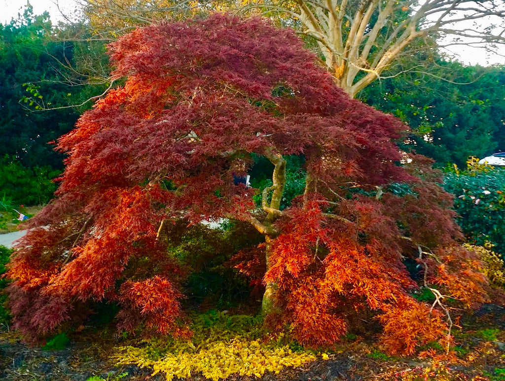 Artar japonez "Tamukeyama" 1.20 - 1.40 m / Acer palmatum dissectum "Tamukeyama"/ - Gradina Noastra