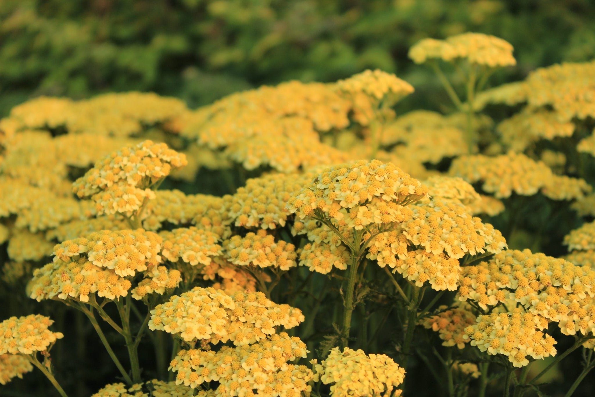 Achillea millefolium "Sunny Seduction" ® 0.10 - 0.20 m