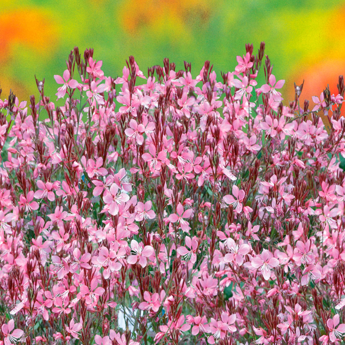 Gaura lindheimeri "Passionate Blush"