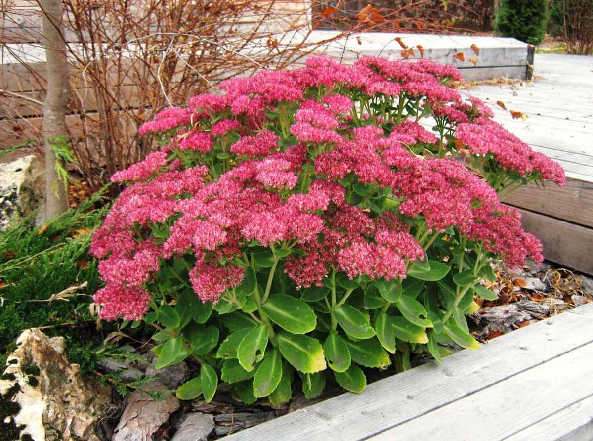 Iarba grasa "Carl" 0.10 - 0.20 m / Sedum spectabile "Carl"/