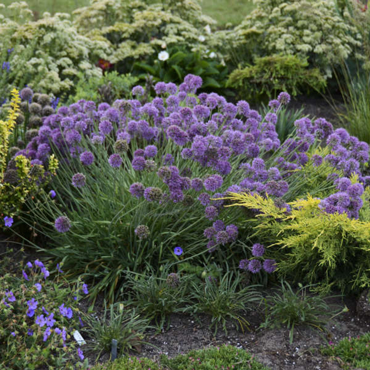 Allium 'Medusas Hair' ®