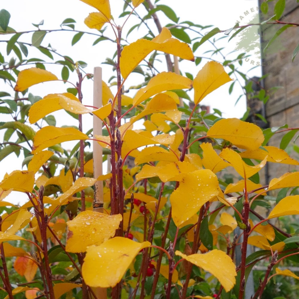 Arbore de stafide "Obelisk" 1.50 - 1.70 m / Amelanchier alnifolia "Obelisk"/