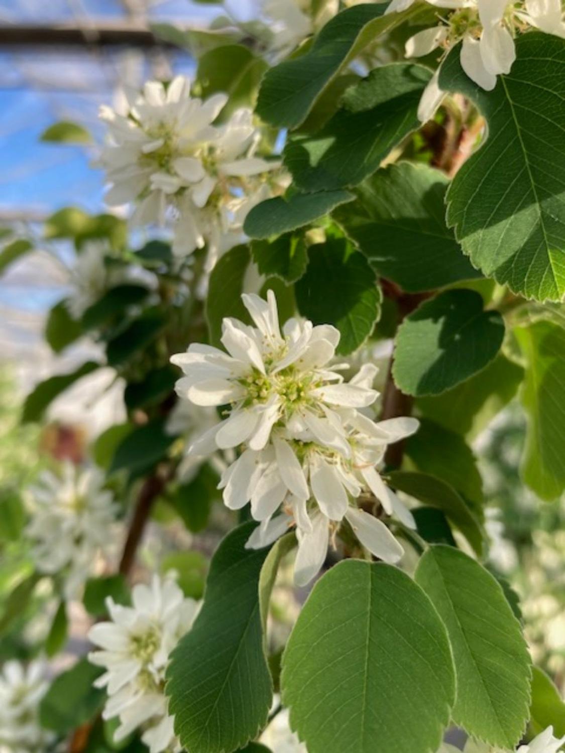 Arbore de stafide "Obelisk" 1.50 - 1.70 m / Amelanchier alnifolia "Obelisk"/