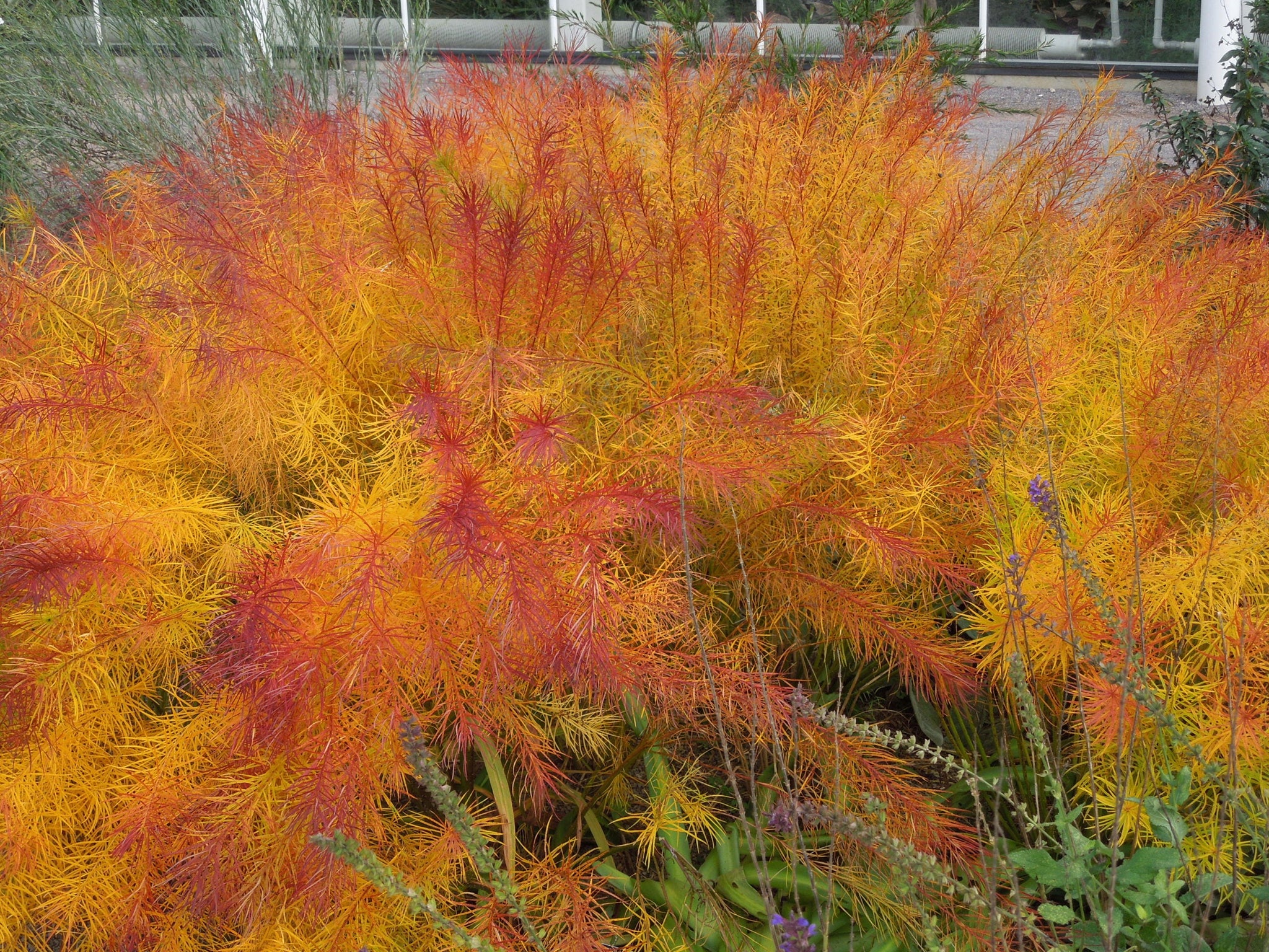 Amsonia hubrichtii 0.10 - 0.20 m