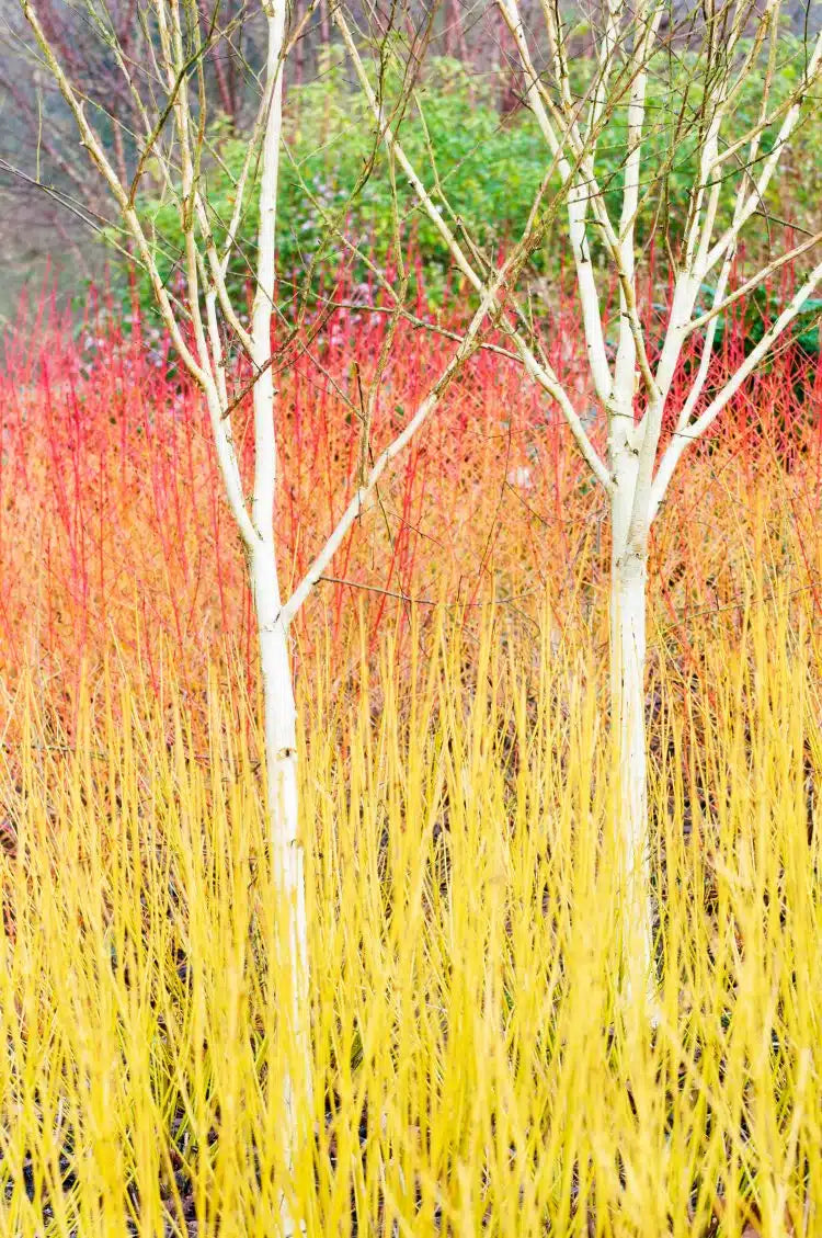 Sanger "Anny's Winter Orange" 0.30 - 0.50 m / Cornus sanguinea "Anny's Winter Orange"/