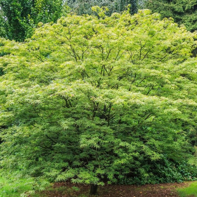 Artar japonez 1.75 - 2.00 m / Acer palmatum /