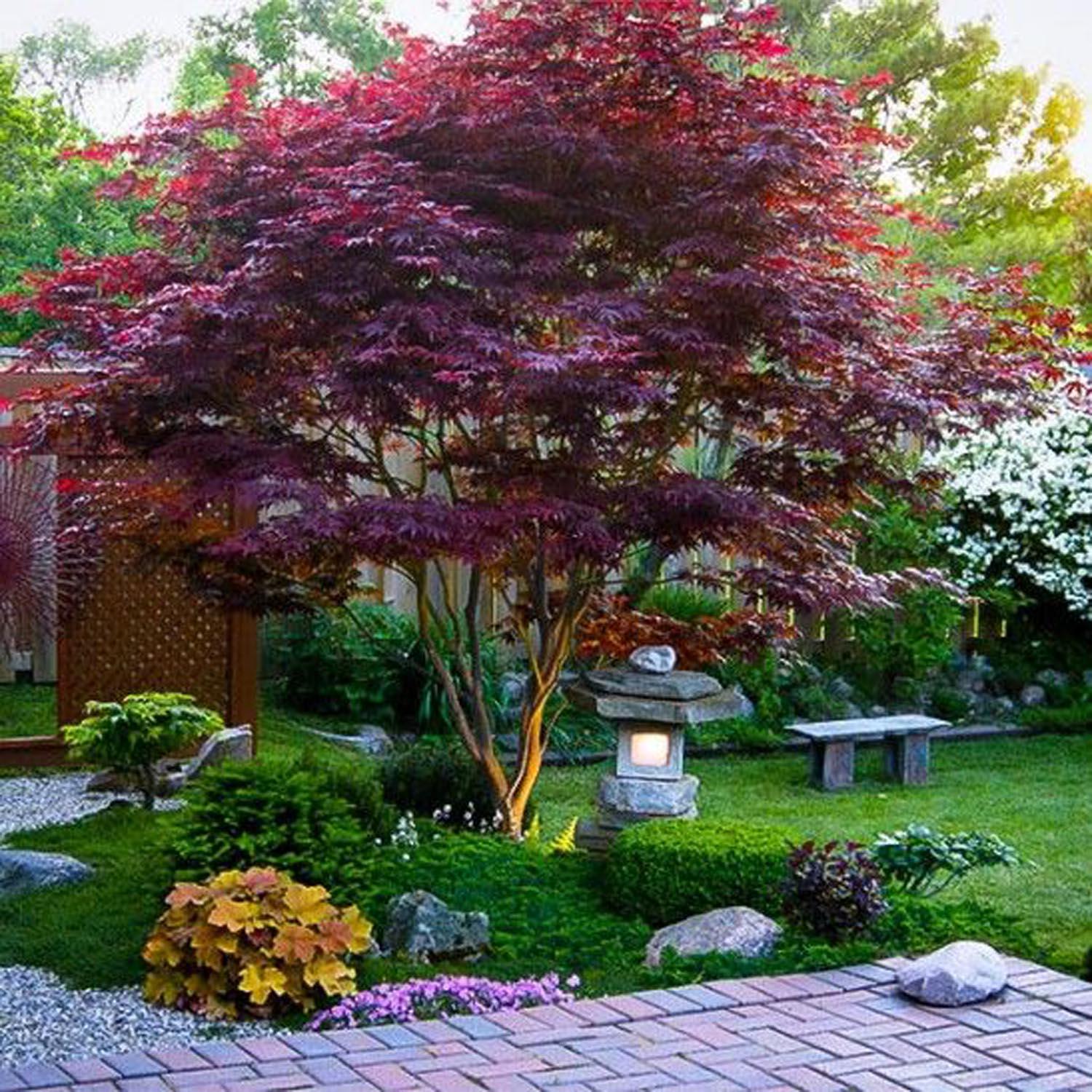 Artar japonez "Skeeters Broom" 1.00 - 1.30 m / Acer palmatum "Skeeters Broom" / gradina-noastra