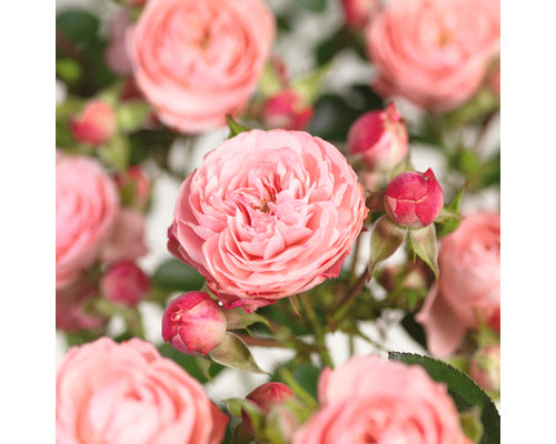 Trandafir pe picior "Rose Mailove" 1.20 - 1.30 m (Rosa "Rose Mailove")