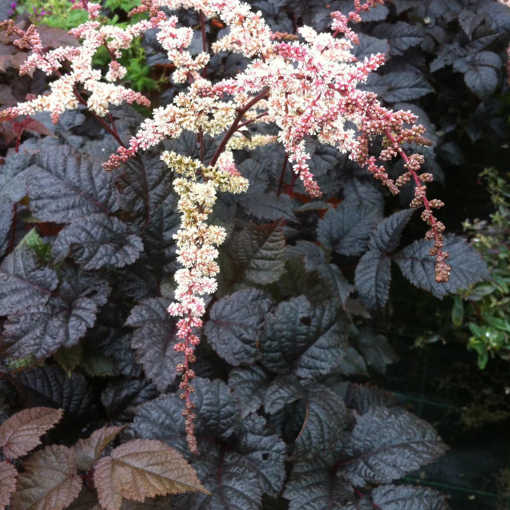 Astilbe thunbergii "Chocolate Shogun" 0.20 m