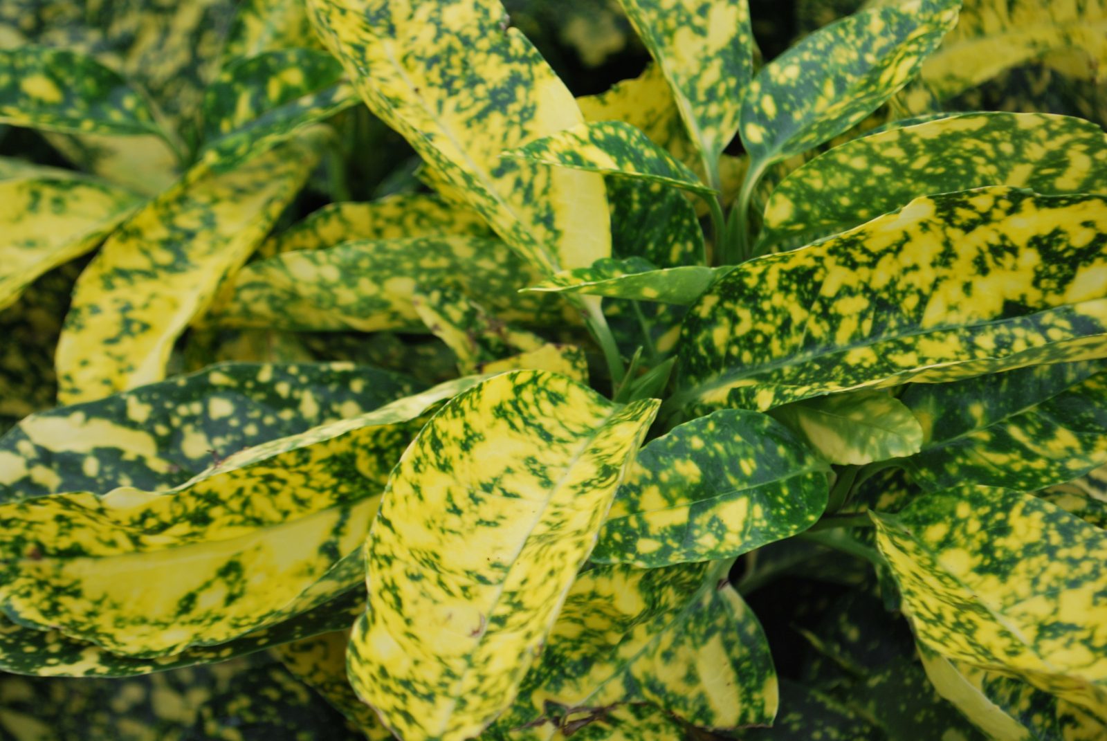 Pom de aur "Crotonifolia Gold" 1.00 - 1.20 m / Aucuba japonica "Crotonifolia Gold" /