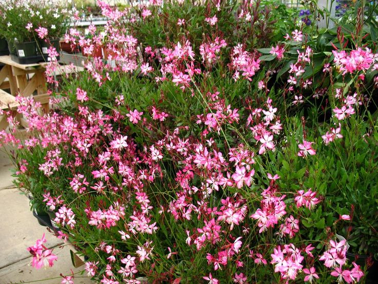 Gaura lindheimeri "Rosy Jane"