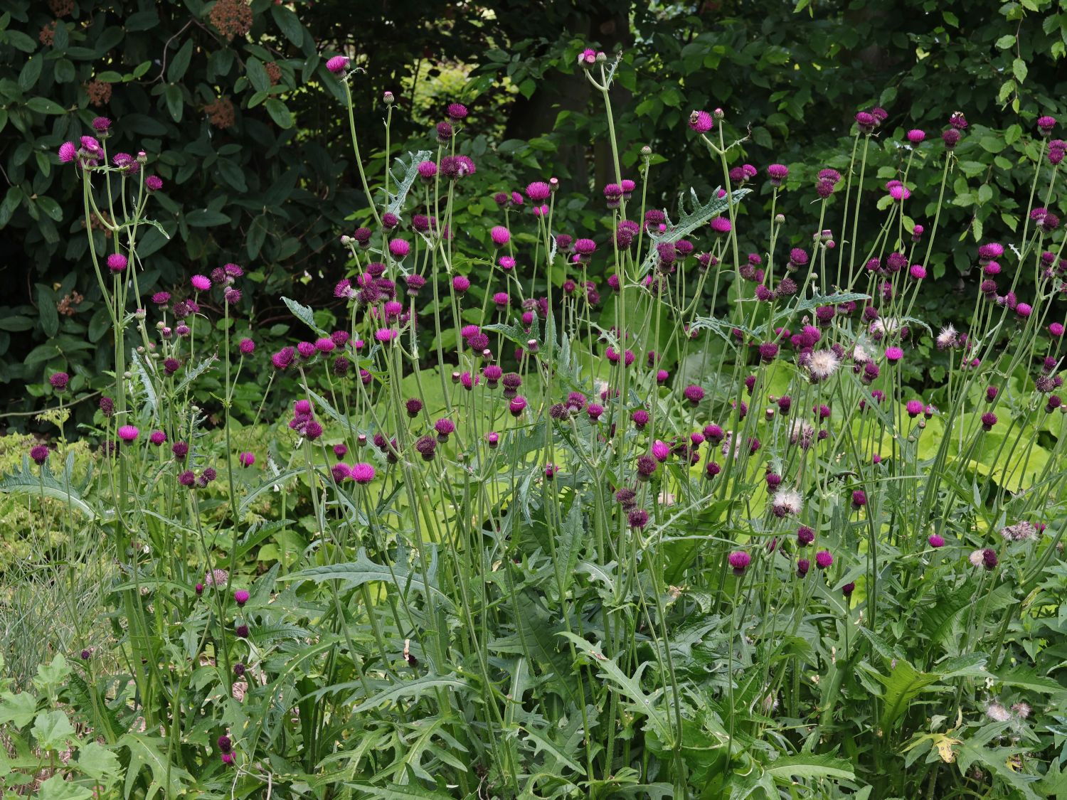 Cirsium rivulare "Trevor's Blue Wonder"