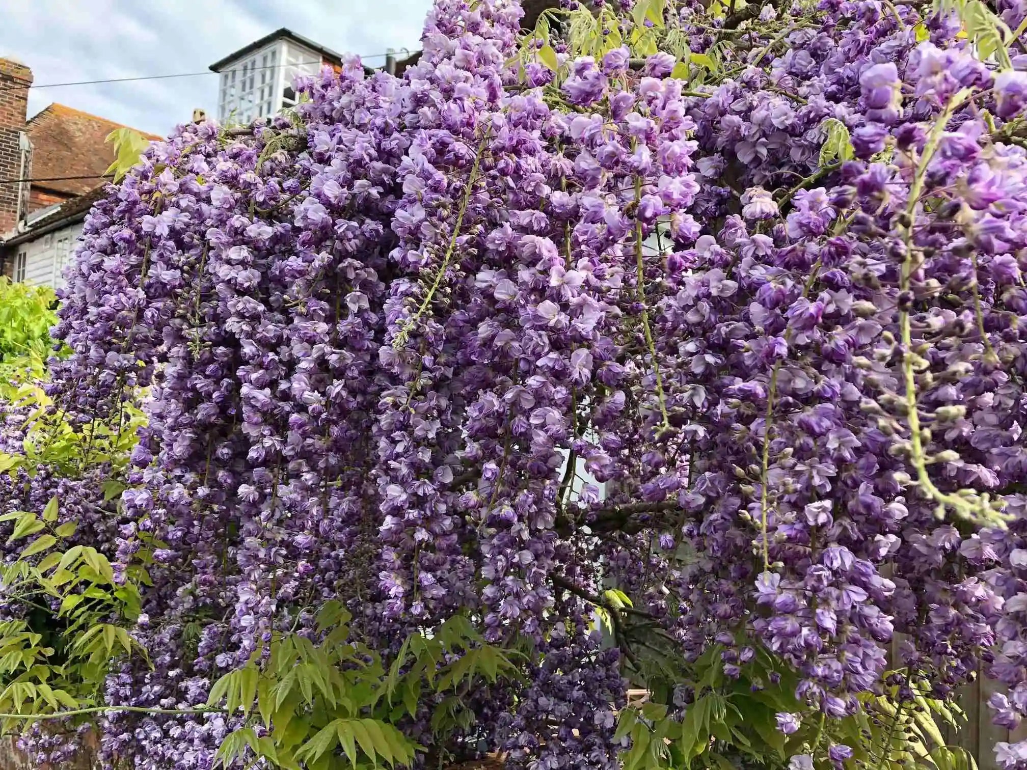 Glicina chinezească "Black Dragon" 2.00 m / Wisteria chinensis "Black Dragon"/