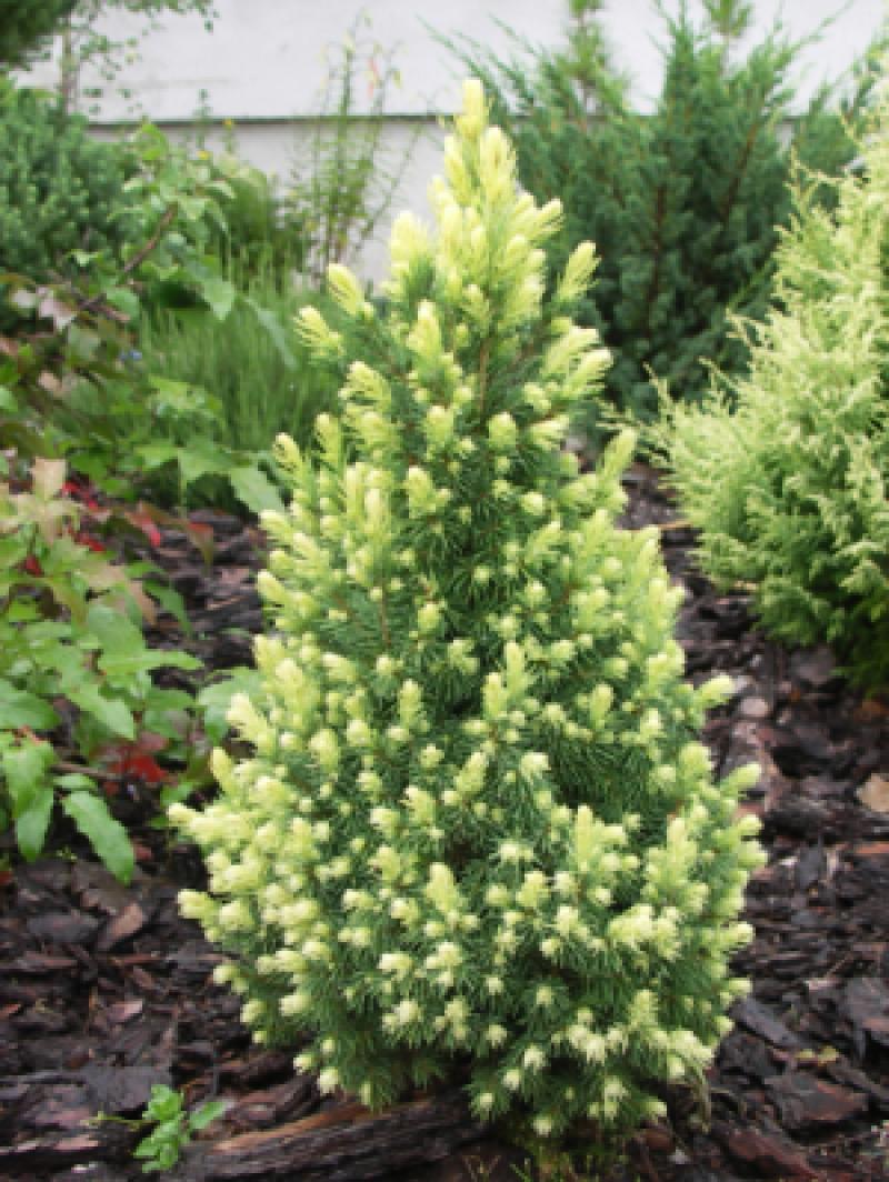 Molid alb "Rainbow’s End" 0.40 - 0.50 m / Picea glauca "Rainbow’s End"/