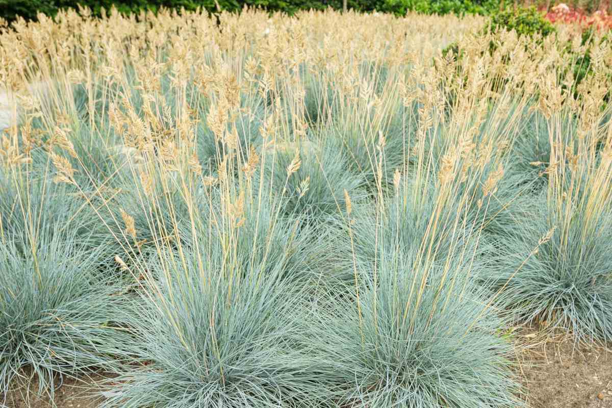 Festuca "Cool as ice"