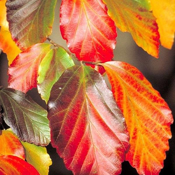 Arborele de Fier Persan palier / Parrotia persica /