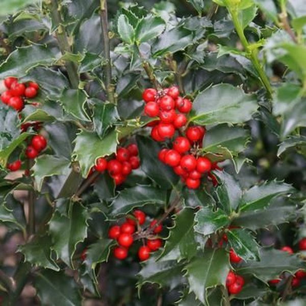 Ilex "Blue Maid" con 1.00 - 1.20 m / Ilex meserveae "Blue Maid" /