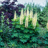 Lupinus "Gallery Yellow"