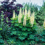 Lupinus "Gallery Yellow"