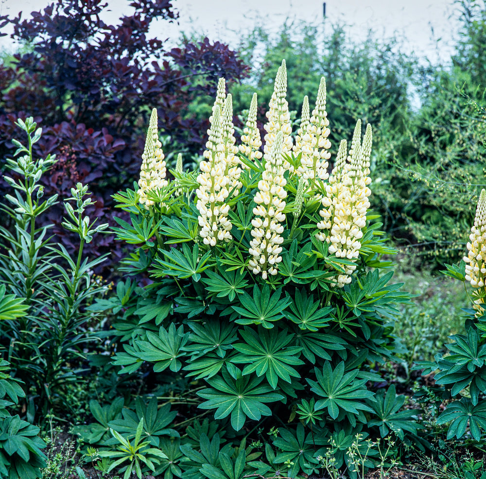 Lupinus "Gallery Yellow"