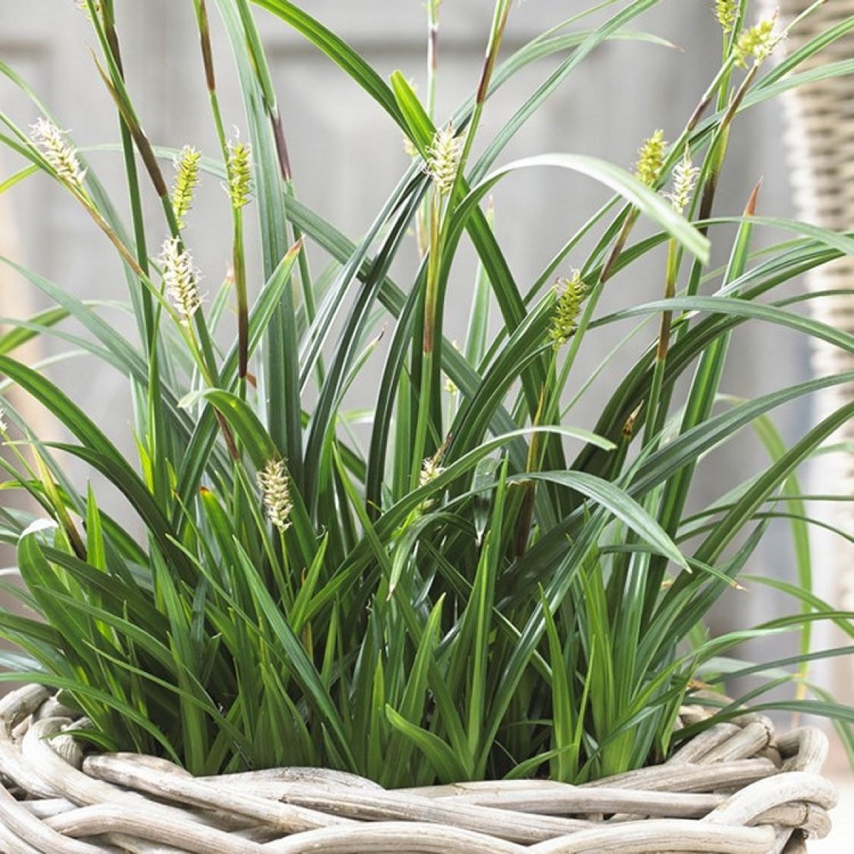 Carex morrowii "Irish green" 0.20 - 0.30 m