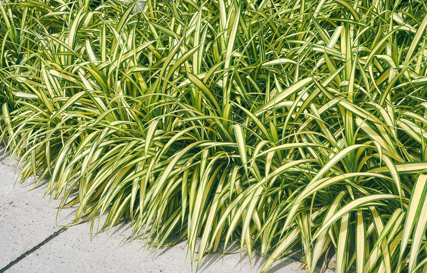 Carex morrowii "Vanilla Ice" 0.20 - 0.30 m