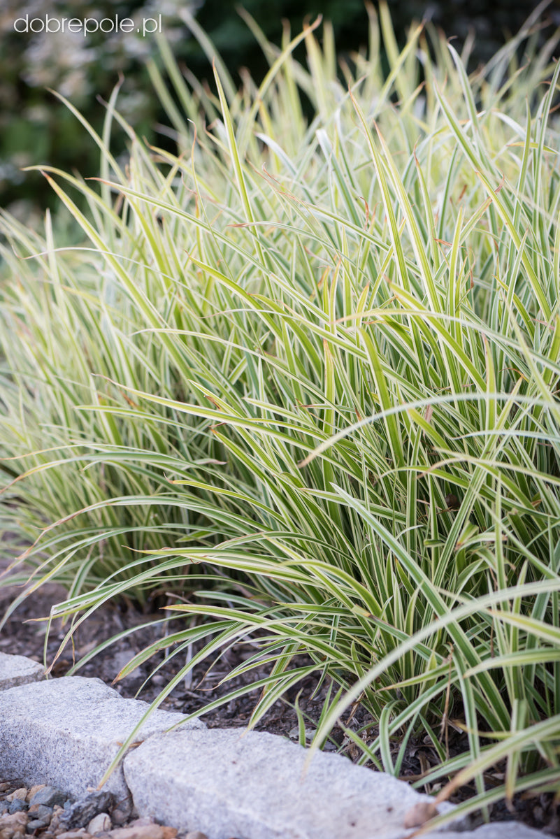 Carex morrowii „Goldband" 0.20 - 0.30 m