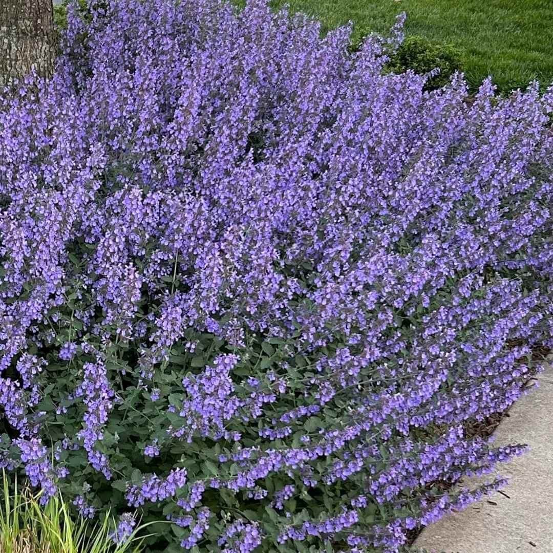 Nepeta kubanica "Neptune"