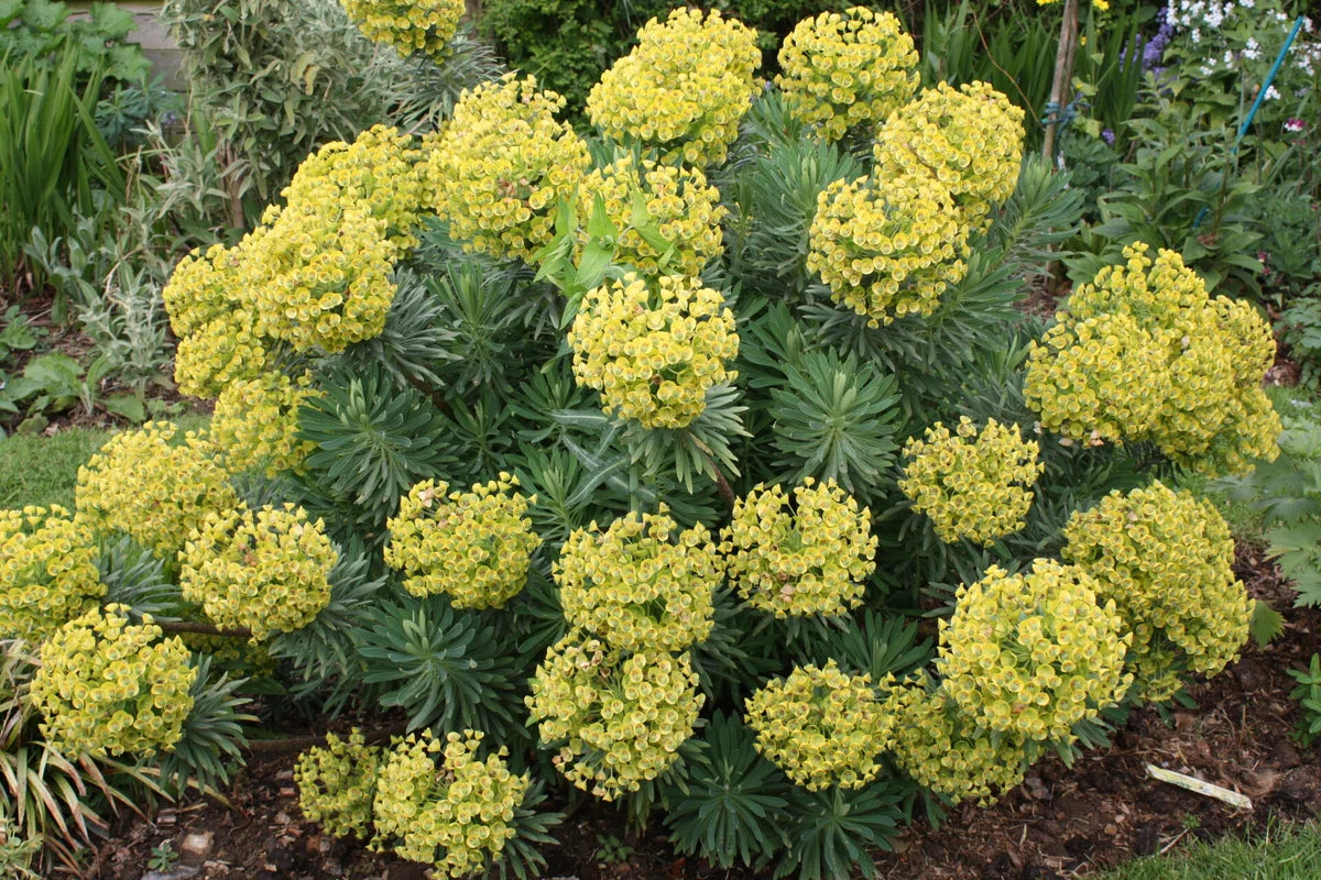 Euphorbia "Charam Redwing"
