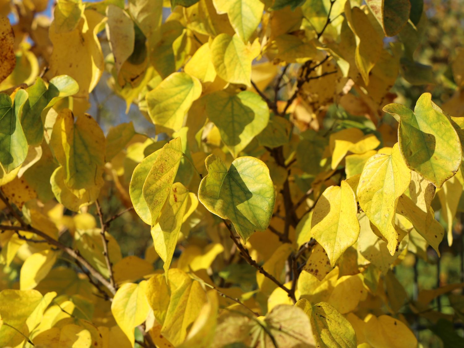 Arborele Iudei "Shirobana" tufa 1.50 - 1.70 m / Cercis chinensis "Shirobana" /