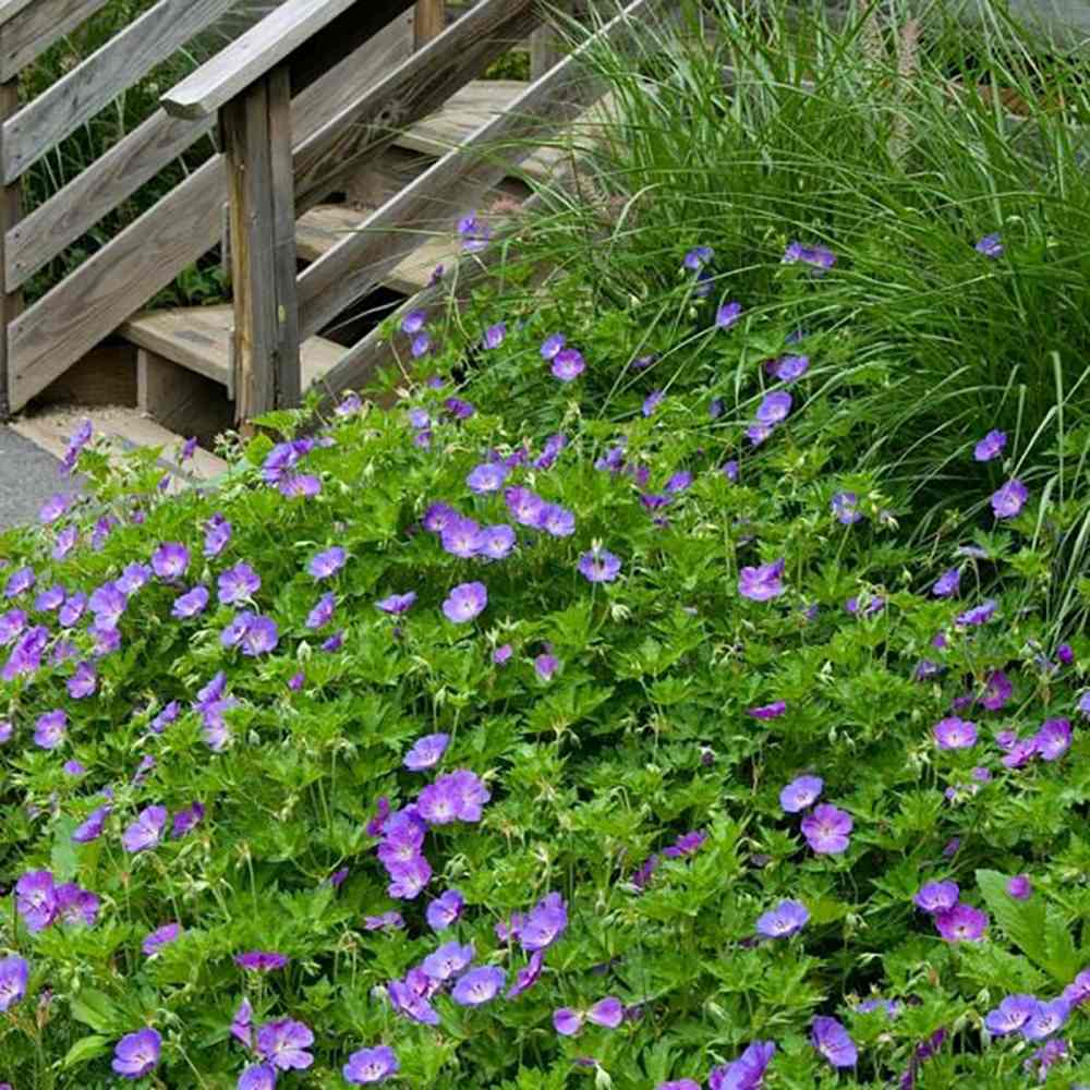 Geranium "Rozanne"