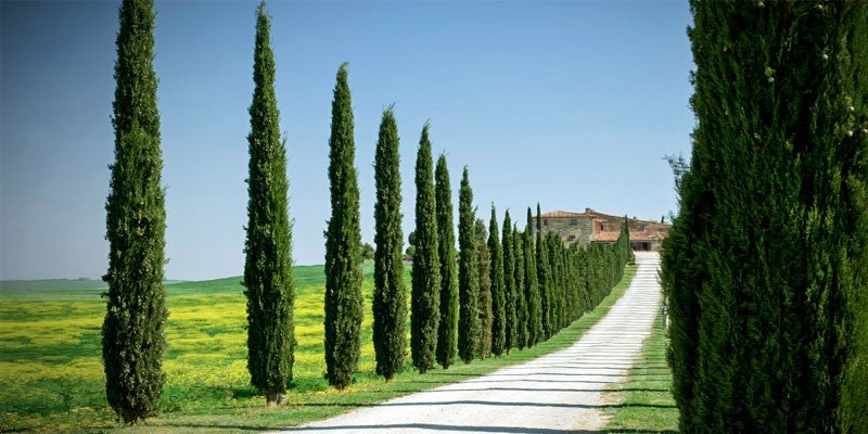 Chiparos de Italia 5.00 - 6.00 m / Cupressus sempervirens "Pyramidalis" /