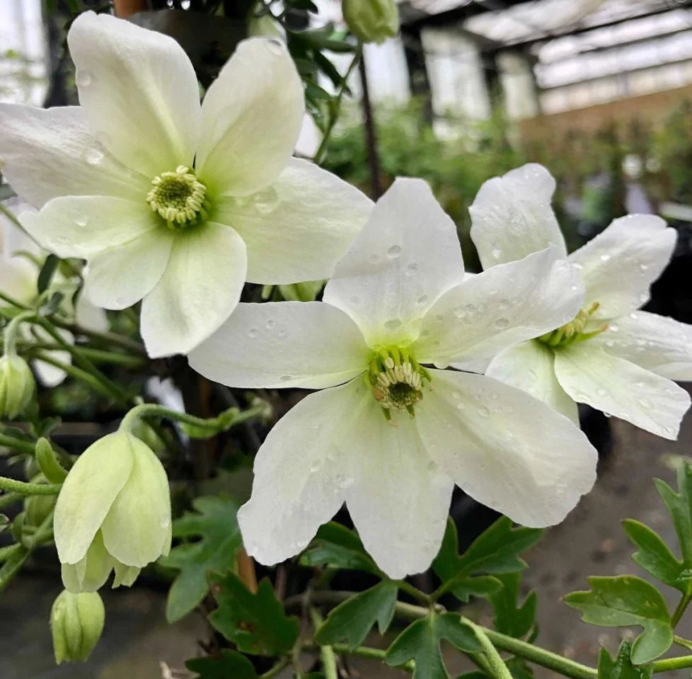 Clematis cartmanii "Avalanche"