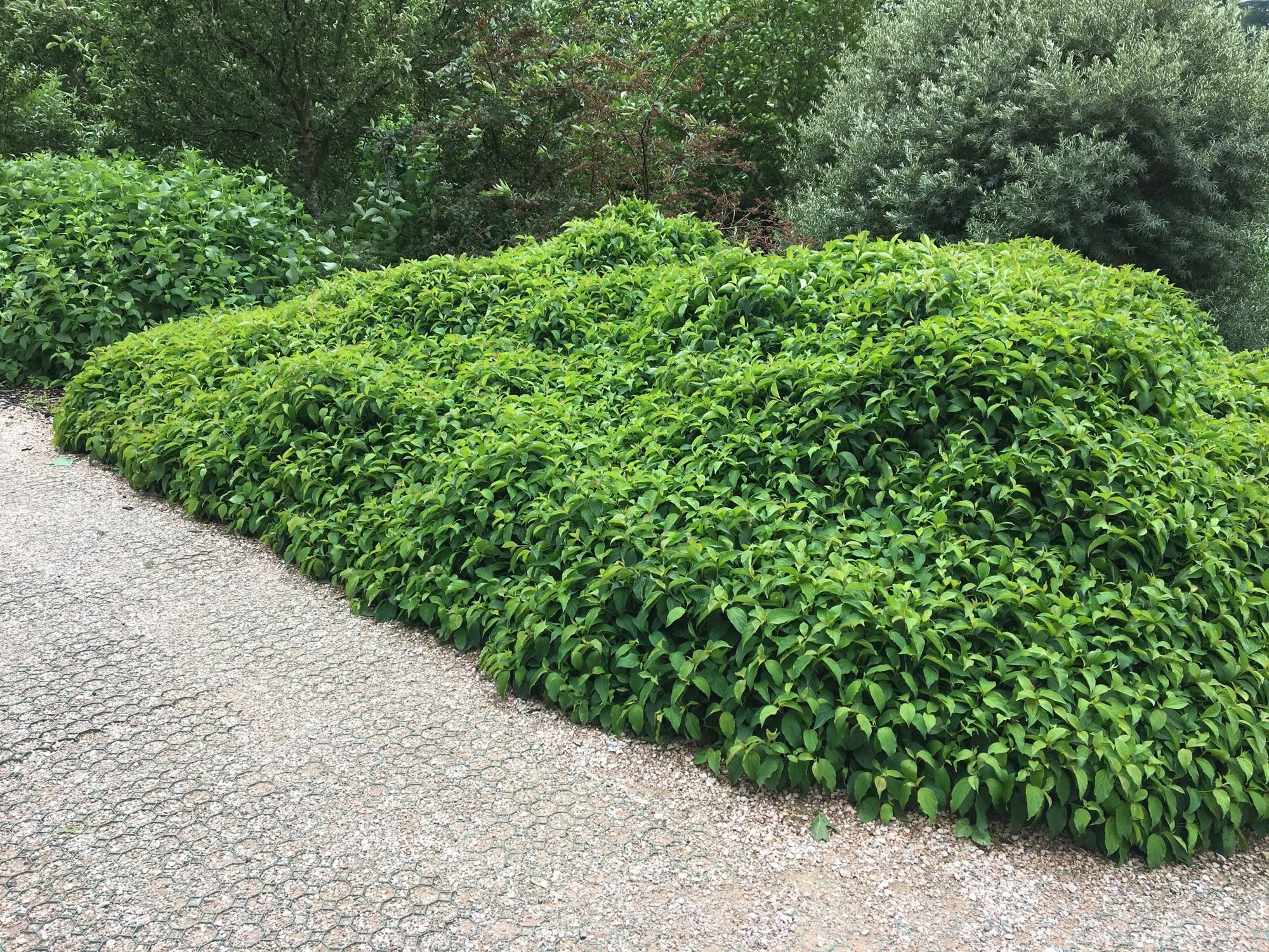 Sanger "Kelseyi" 0.20 - 0.45 m / Cornus sericea "Kelseyi"/