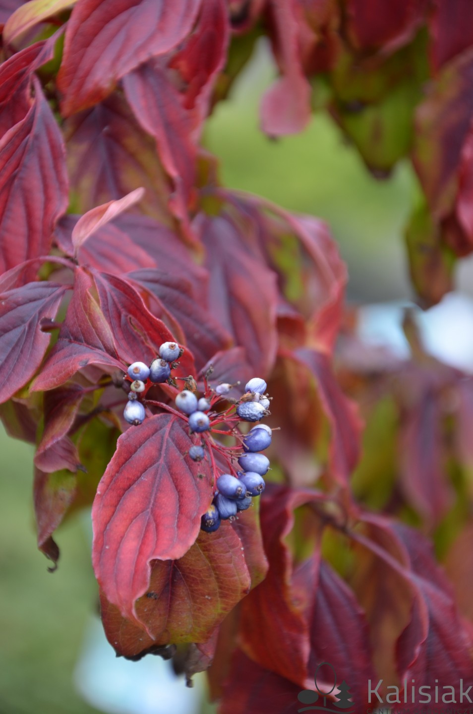 Sanger "Kelseyi" 0.20 - 0.45 m / Cornus sericea "Kelseyi"/
