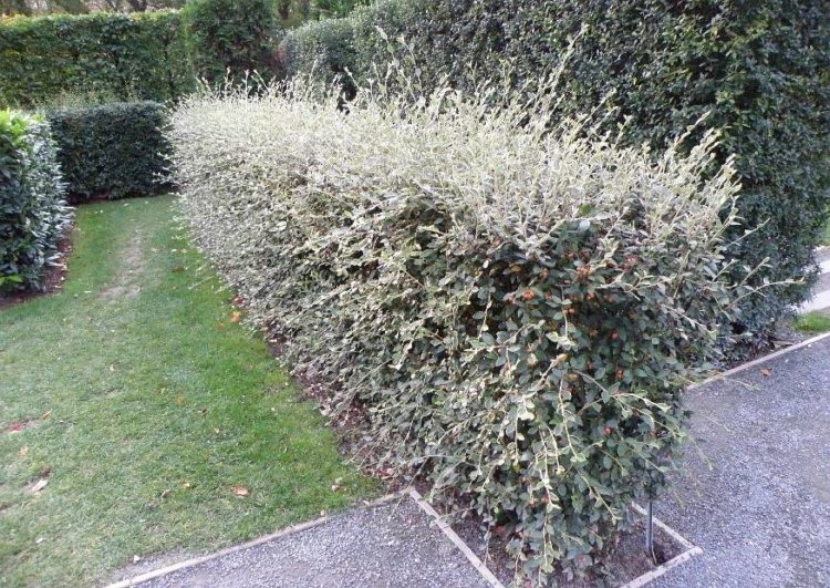 Barcoace franchetii 0.80 - 1.20 m / Cotoneaster franchetii/ - Gradina Noastra