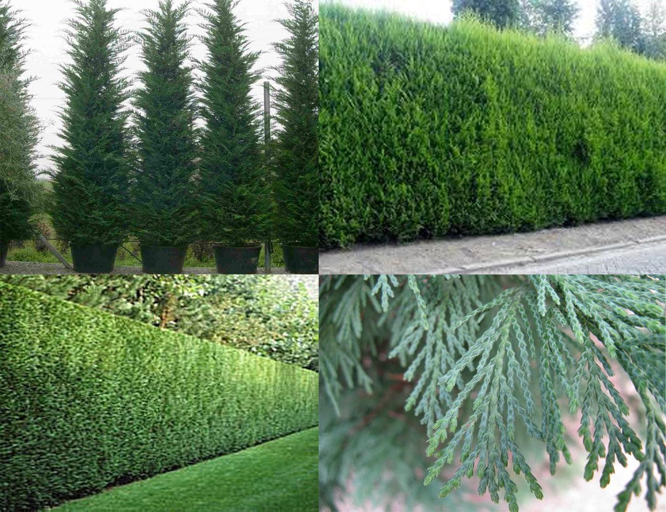 Chiparos leylandii 2.20 - 2.40 m / x Cupressocyparis leylandii / gradina-noastra