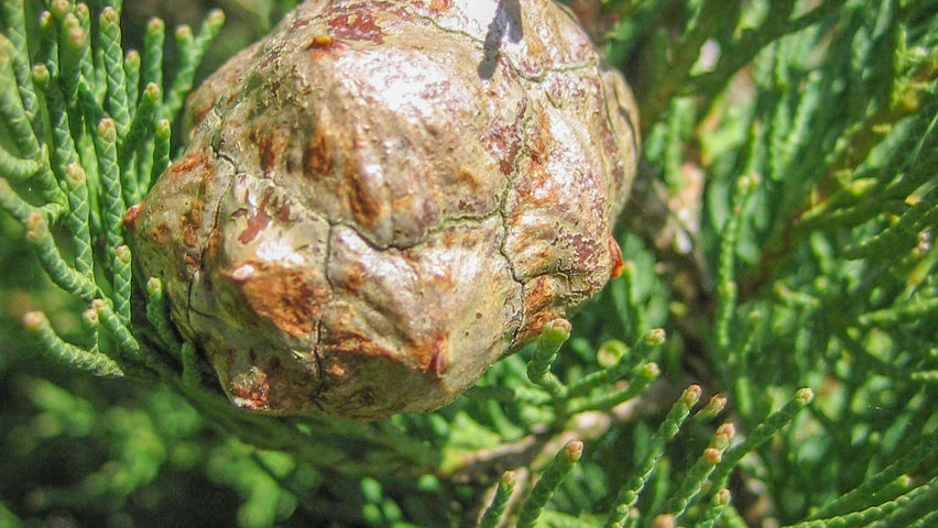 Chiparos de Italia 5.00 - 6.00 m / Cupressus sempervirens "Pyramidalis" /