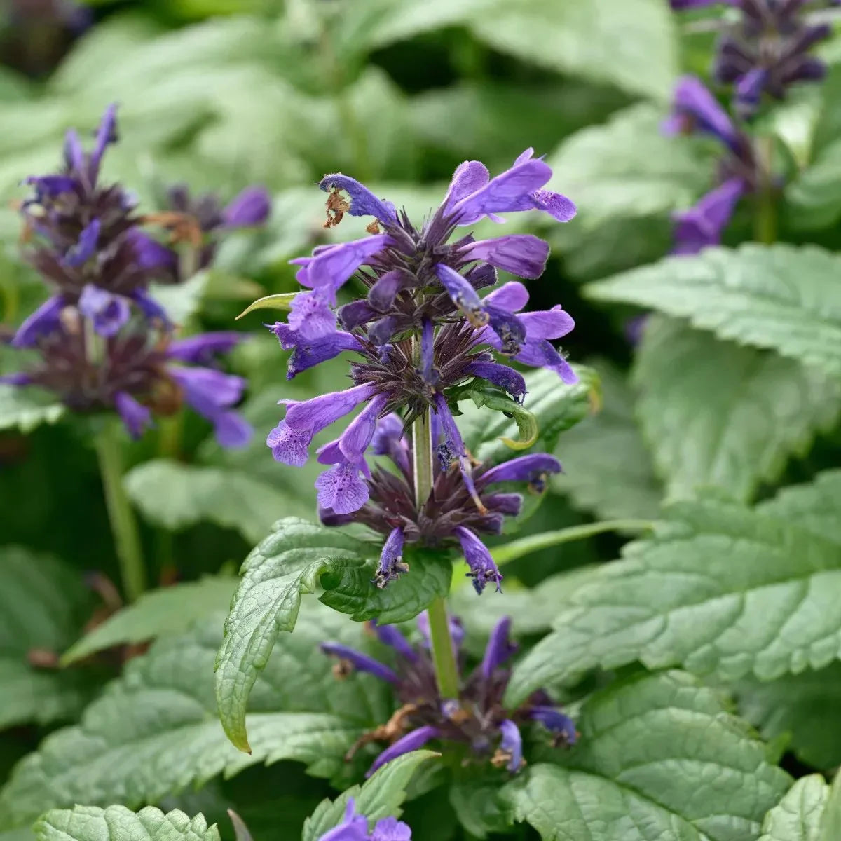 Nepeta kubanica "Neptune"