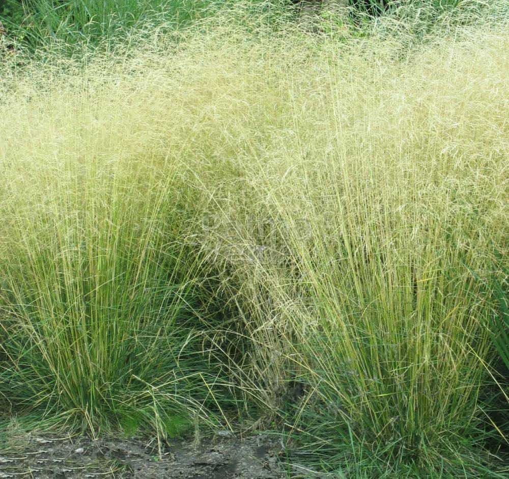 Deschampsia cespitosa "Goldtau" 0.10 - 0.20 m