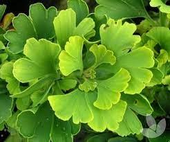 Arborele pagodelor "Mariken" 2.20 m / Ginko biloba "Mariken" / gradina-noastra