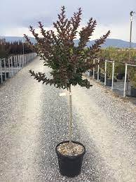 Liliac Indian "Black Diamond Lavander Lace" arbore / Lagerstroemia Indica "Black Diamond Lavander Lace" /