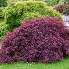 Artar japonez "Tamukeyama" 1.20 - 1.40 m / Acer palmatum dissectum "Tamukeyama"/ - Gradina Noastra