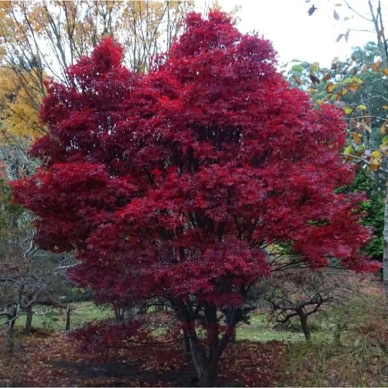 Artar japonez "Skeeters Broom" 1.00 - 1.30 m / Acer palmatum "Skeeters Broom" / gradina-noastra