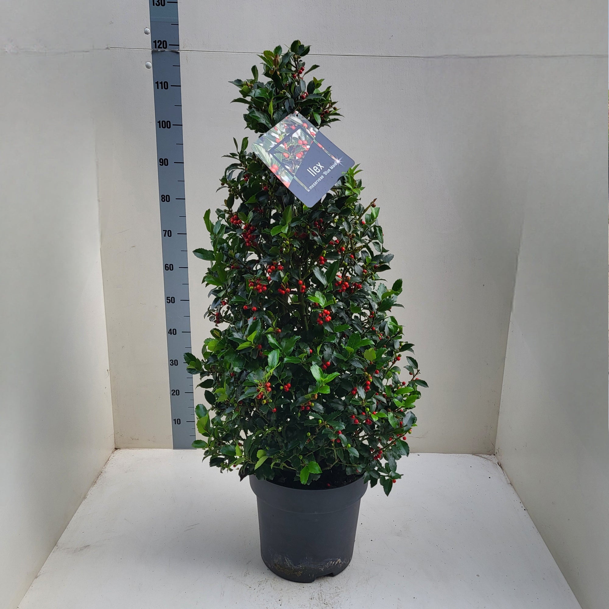 Ilex "Blue Maid" con 1.00 - 1.20 m / Ilex meserveae "Blue Maid" /