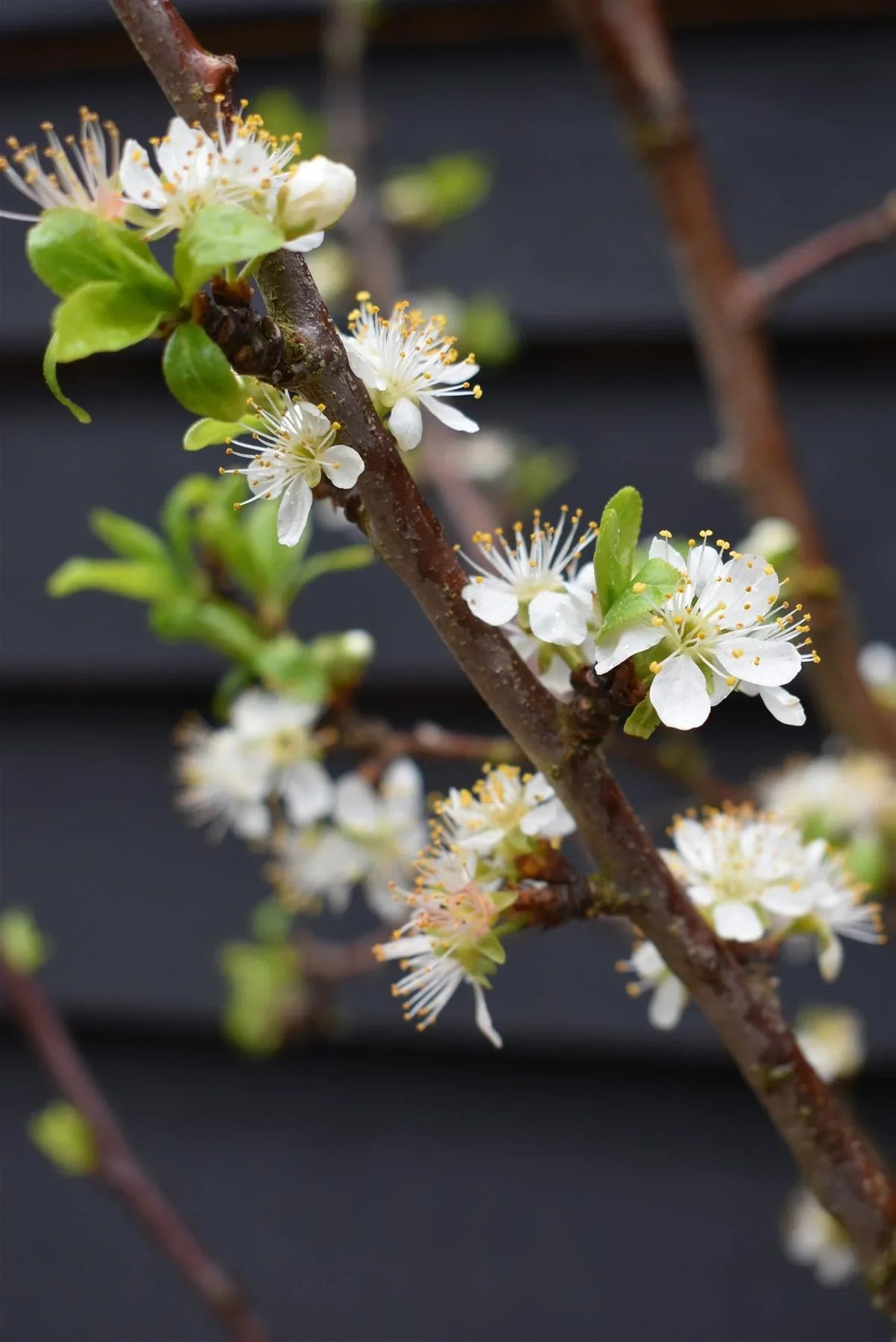 Prun "Stanley" 1.80 - 2.30 m / Prunus domestica "Stanley"/
