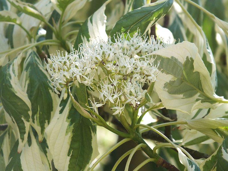 Corn alb "Variegata" 1.00 - 1.20 m /Cornus controversa "Variegata"/ gradina-noastra