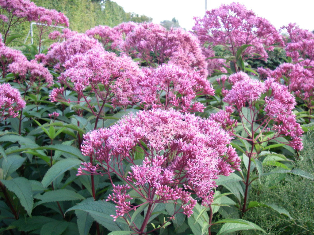 Eupatorium maculatum "Atropurpureum"