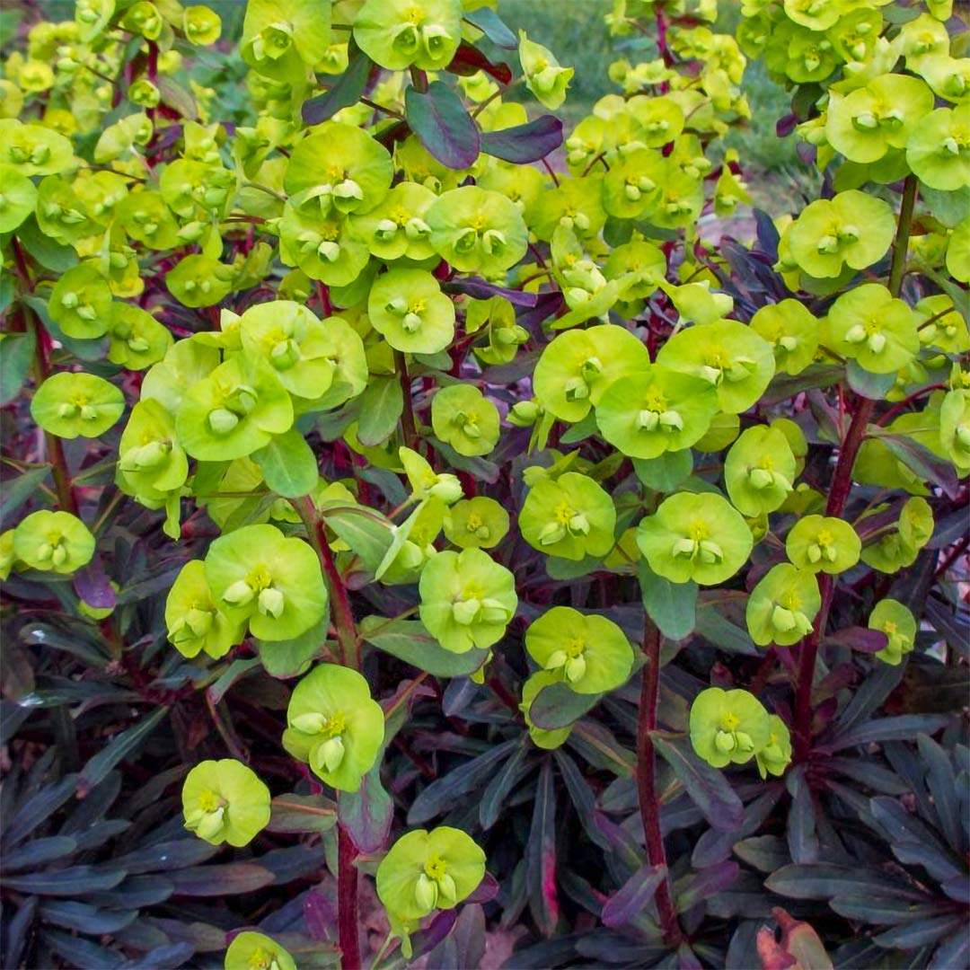 Euphorbia amygdaloides "Purpurea"