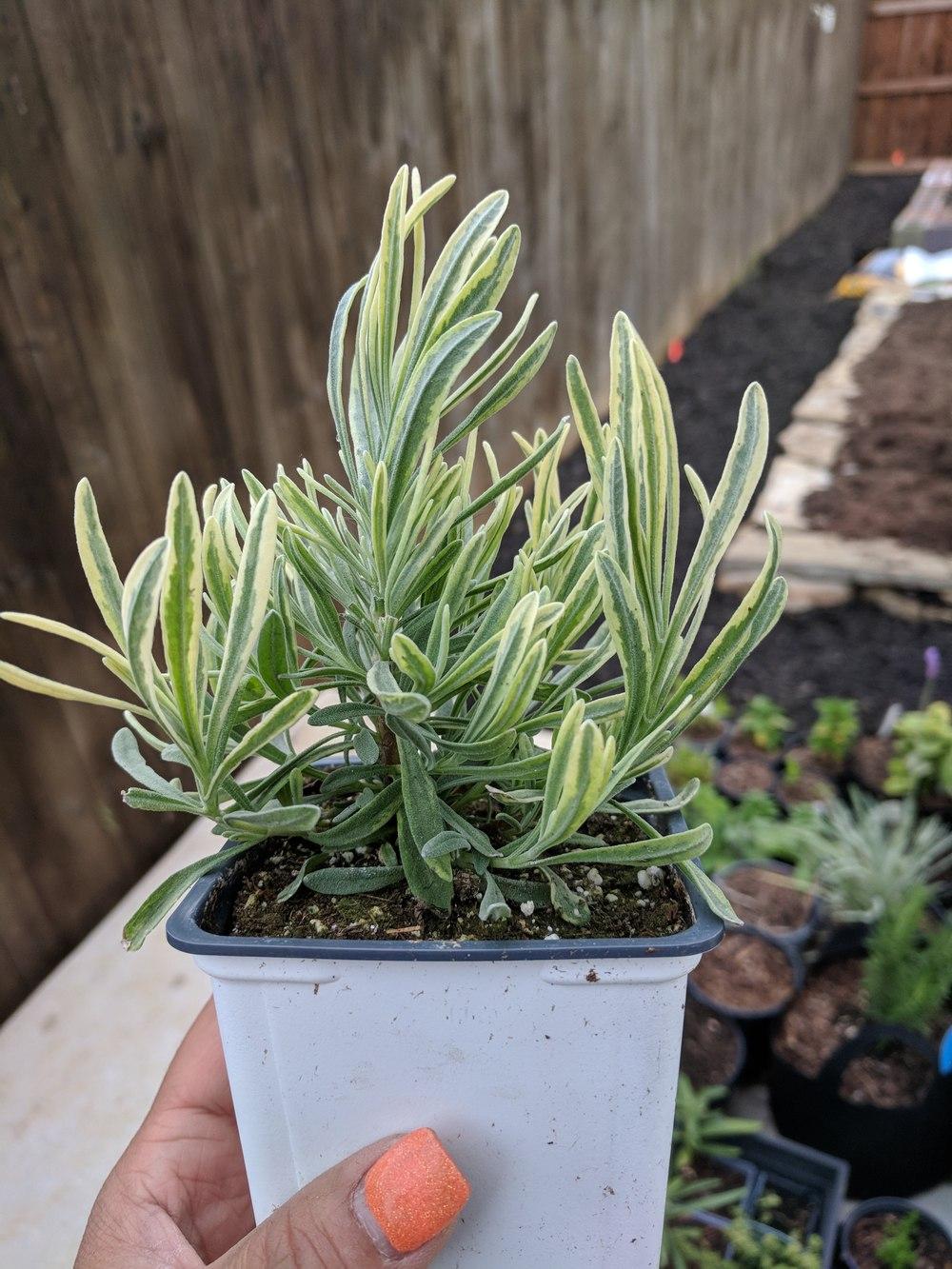 Lavanda "Platinum Blonde" 0.10 m / Lavandula angustifolia "Platinum Blonde"/